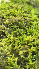 Thuidium delicatulum