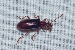 Statira