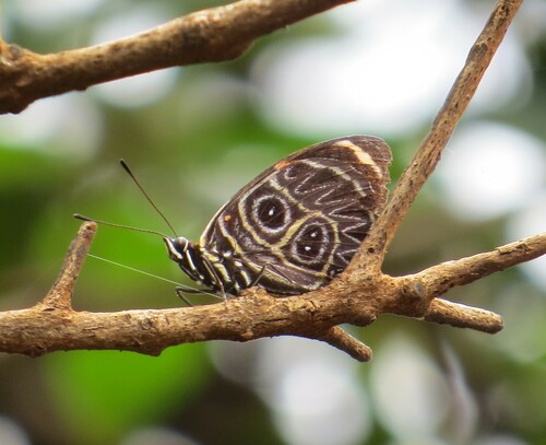 eighty butterfly