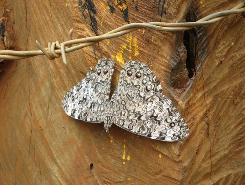 Gray Cracker