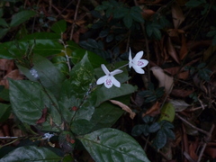 Pseuderanthemum malabaricum