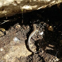 Plethodon ventralis
