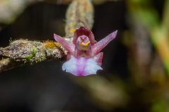 Scaphyglottis