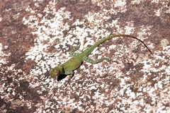 Anolis evermanni