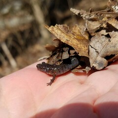 Plethodon ventralis