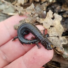 Plethodon ventralis