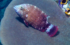 Cheilinus chlorourus