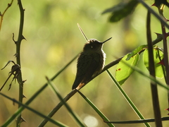 Sephanoides sephaniodes