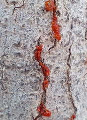 Cytospora chrysosperma