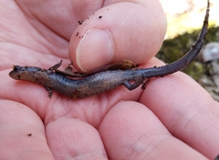 Plethodon ventralis