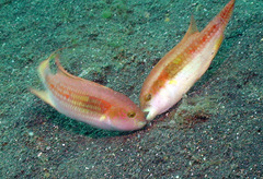 Oxycheilinus bimaculatus