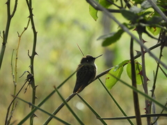 Sephanoides sephaniodes