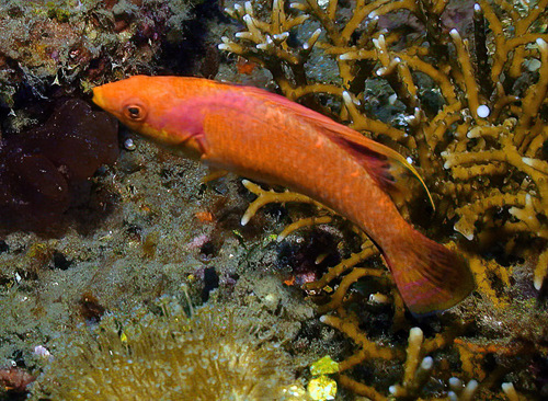 Tono's fairy wrasse (Cirrhilabrus tonozukai) — Labridae — 2