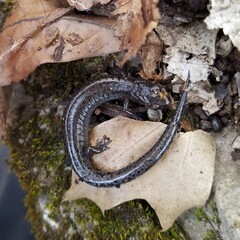 Plethodon ventralis