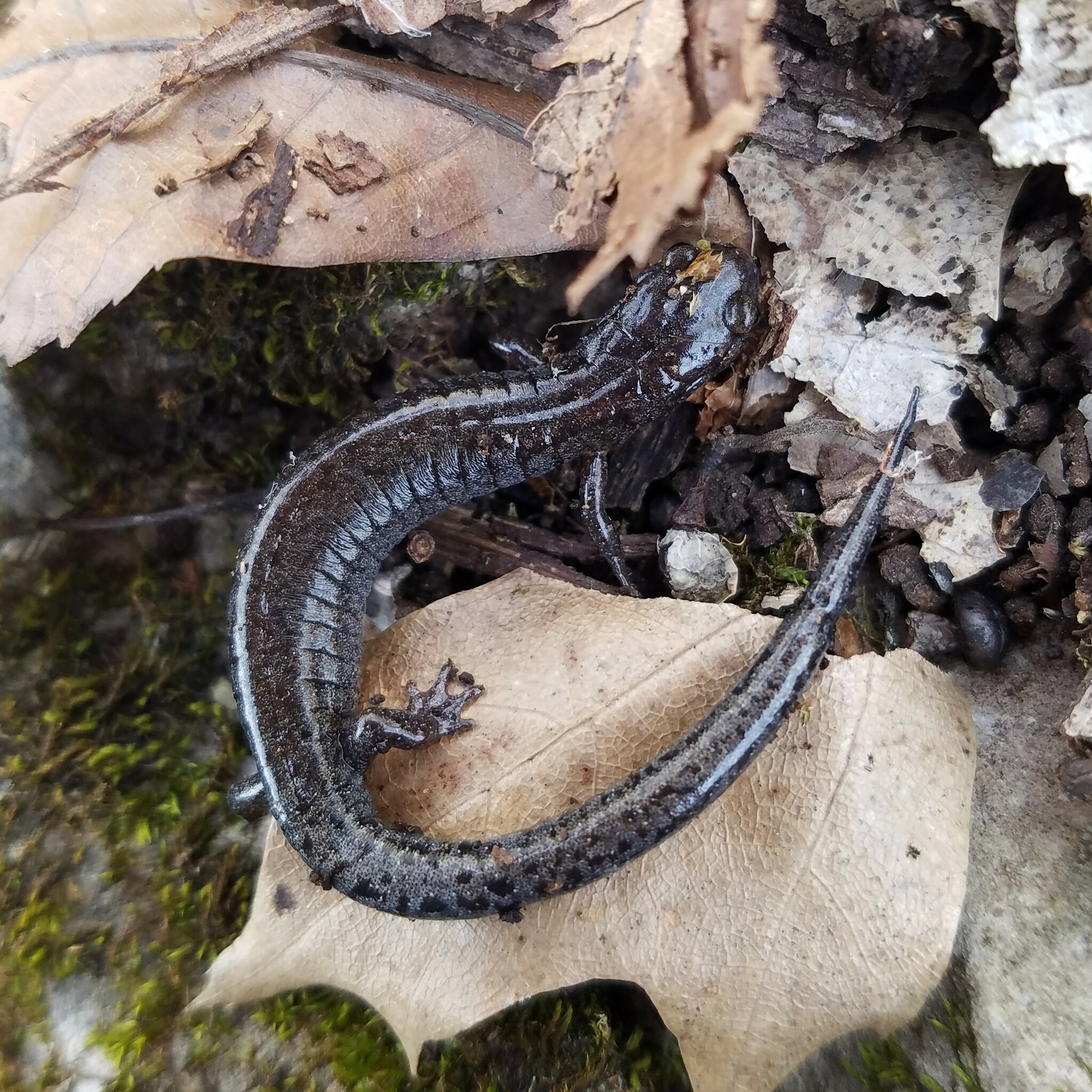 southern zigzag salamander