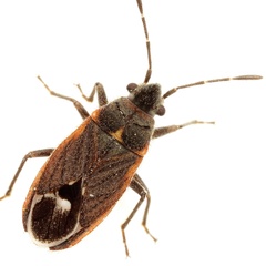 Lygaeospilus tripunctatus