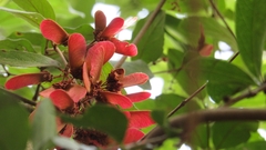 Heteropterys brachiata