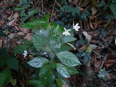 Pseuderanthemum malabaricum