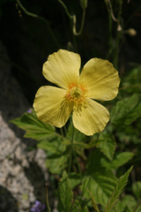 Papaver croceum
