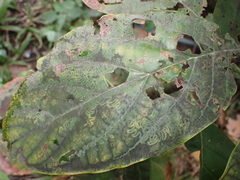 Pterygota