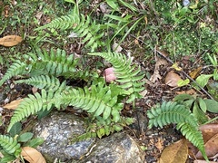Blechnum occidentale