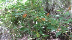 Citharexylum berlandieri
