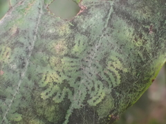 Pterygota