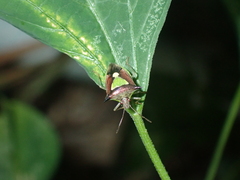 Carbula scutellata
