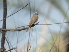Emberiza striolata