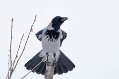 Corvus cornix