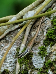 Dasia vittata