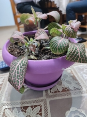 Fittonia