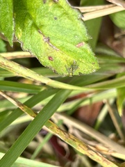 Condylostylus caudatus