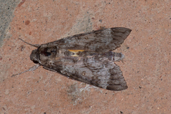 Isognathus allamandae