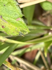 Condylostylus caudatus