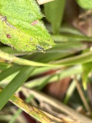 Condylostylus caudatus