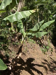 Musa