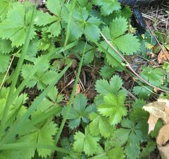 Potentilla canadensis
