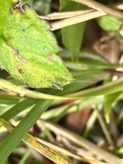 Condylostylus caudatus