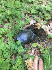 Potentilla canadensis