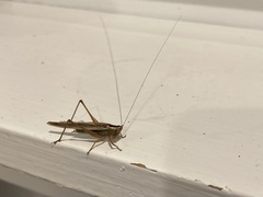 Conocephalus albescens