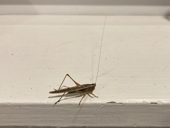 Conocephalus albescens