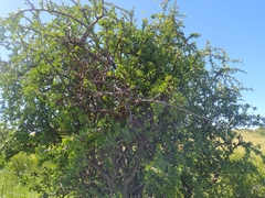 Diospyros lycioides