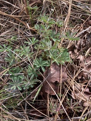 Lupinus perennis