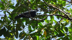 Gymnoderus foetidus