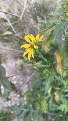 Engelmannia peristenia