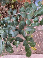 Ligustrum japonicum