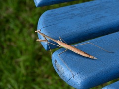 Phasmomantis sumichrasti