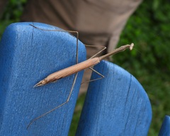 Phasmomantis sumichrasti