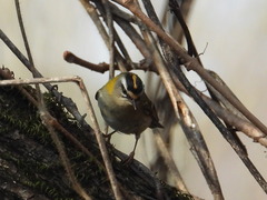 Regulus ignicapilla ignicapilla